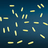 Corn - 24pc Set - O Scale - 1:48 - Yellow